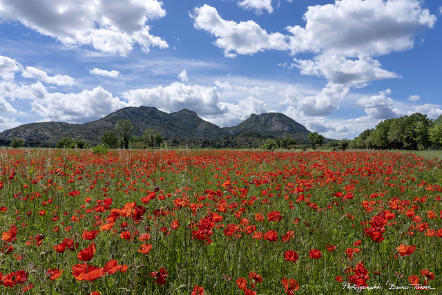 Poppies at the foot of the Alpilles