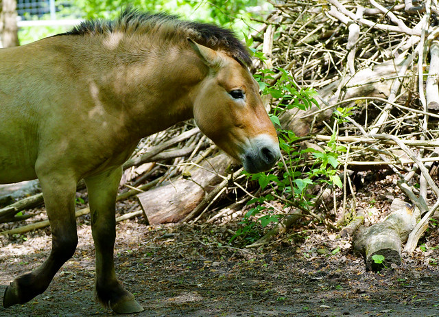 Equus przewalskii - Przewalski-Pferd