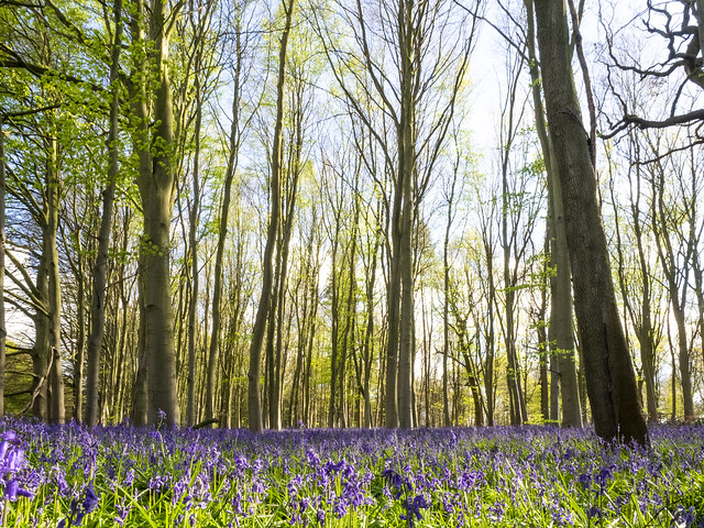 Bluebells at the edge of Clumber Park