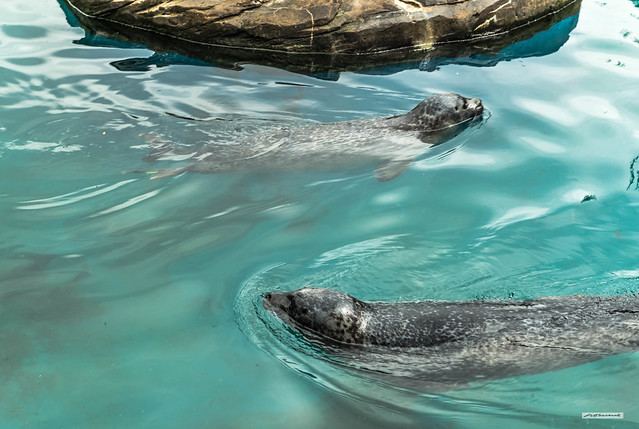 Two Common Seals in a pool at the Oban Seal Centre on Loch Creran, Argyll, Scotland.