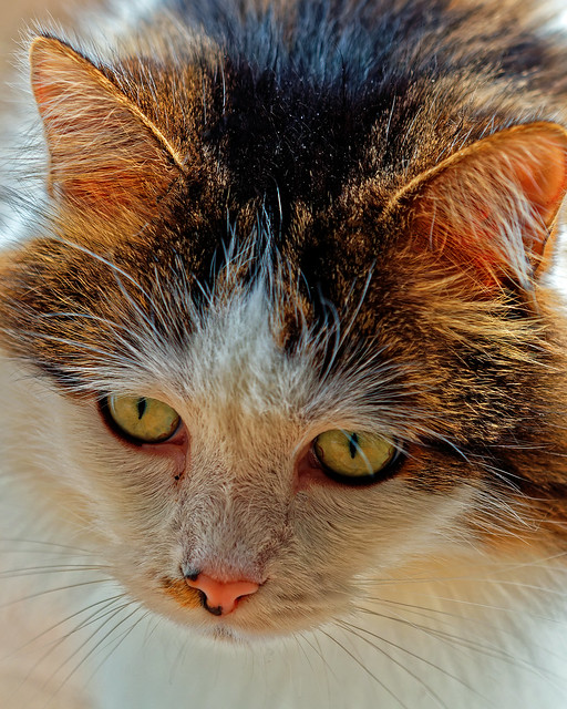 Cat Portrait (Tilly) Olympus OM-D EM1.2 & M.Zuiko 40-150mm f2.8 Pro Telephoto Zoom