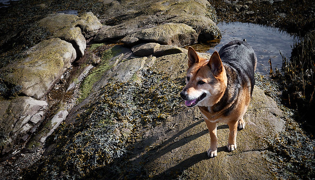 My Dog Lucy on Some Wet Rocks by the Sea