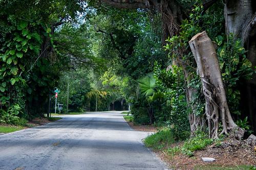 nikond3200 oldcutlerroad southmiami trees road streetview quietdrive scenic florida landscape