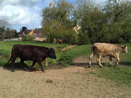 Cows, Sudbury common land Bures to Sudbury