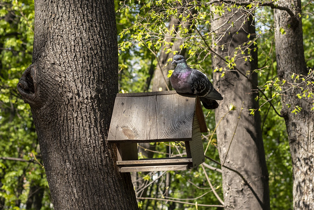 Pigeon in the Park