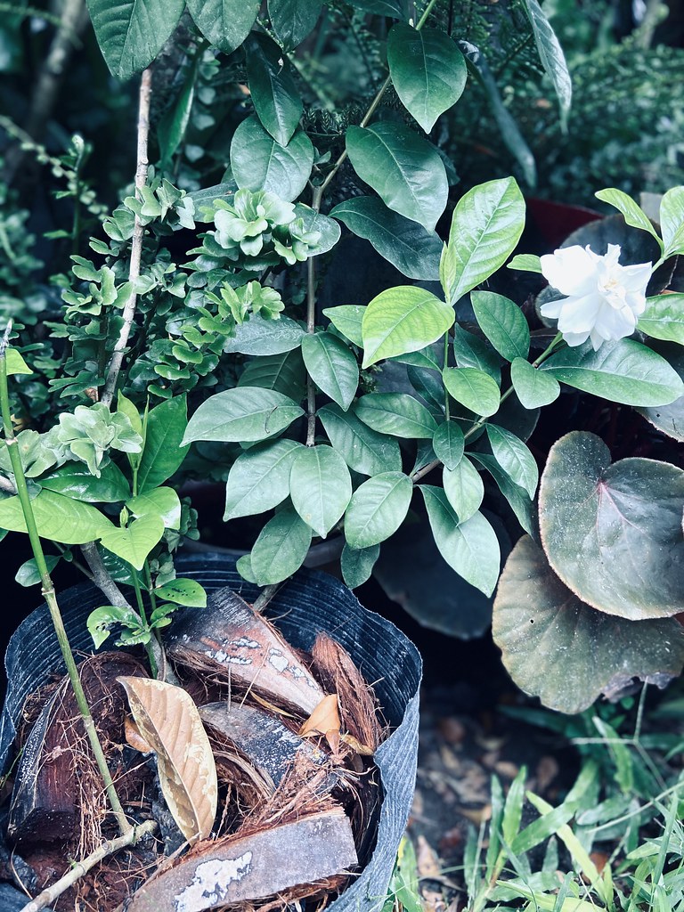 Rosal (Gardenia jasminoides Ellis)