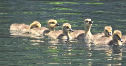 8251ex3 goslings | by jjjj56cp