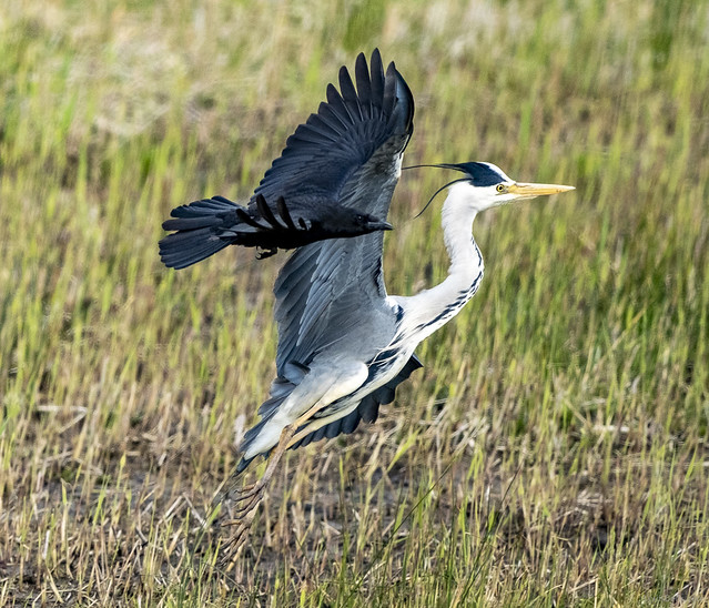Grey Heron being mobbed by a crow