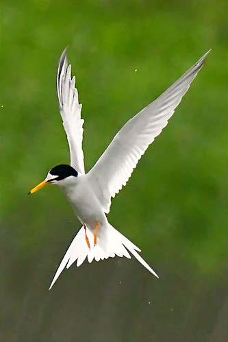 #  Little tern  (Sternula albifrons) | by NatureInYourBackyard