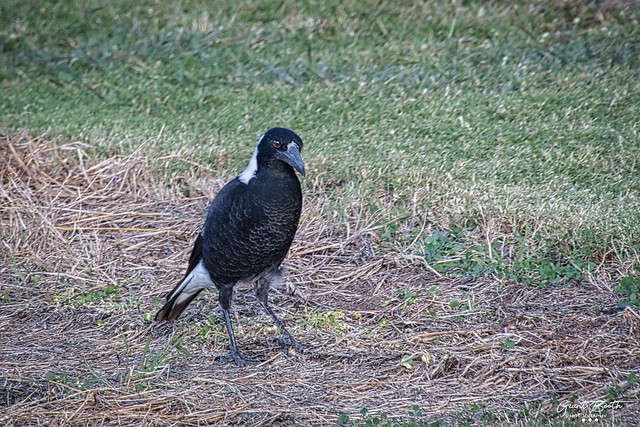 IMG_4394 Boonah Magpie AI