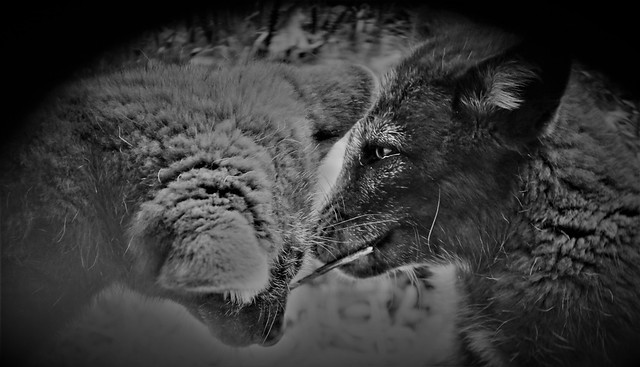 Arctic Fox/             Vulpes lagopus