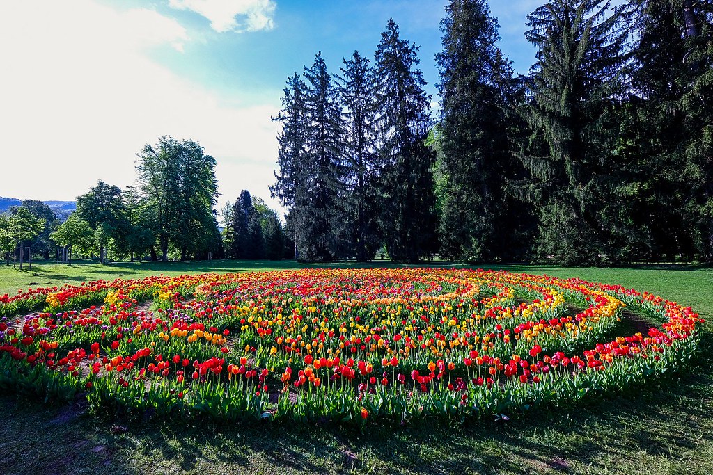 Tulip maze