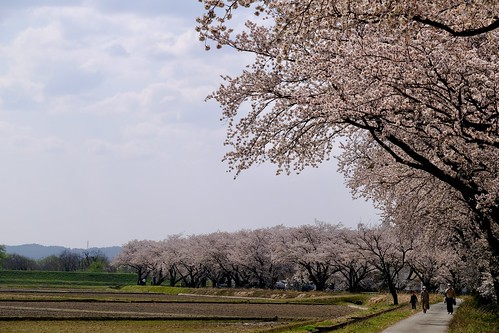 桜の花、舞い上がる道を 2021 2