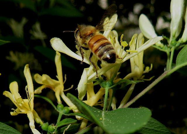 Honey Bee In Flight May 14, 2021 IMG_5133