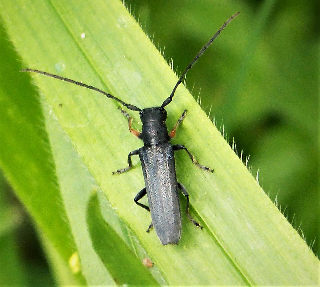 Phytoecia cylindrica. Cerambycidae