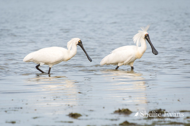 Royal Spoonbills, Fortrose, Southland