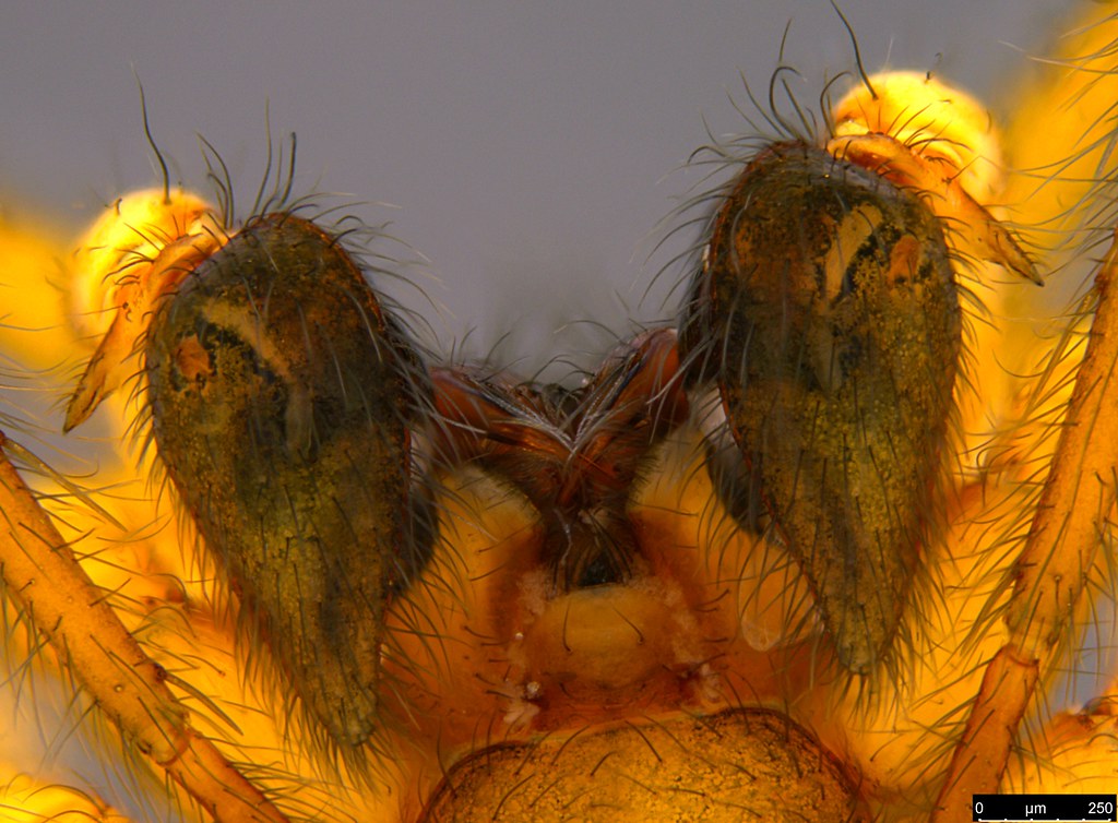 1c - Araneae sp.