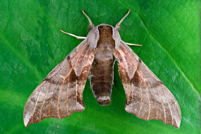 Mountain Prairie Sphinx Moth
