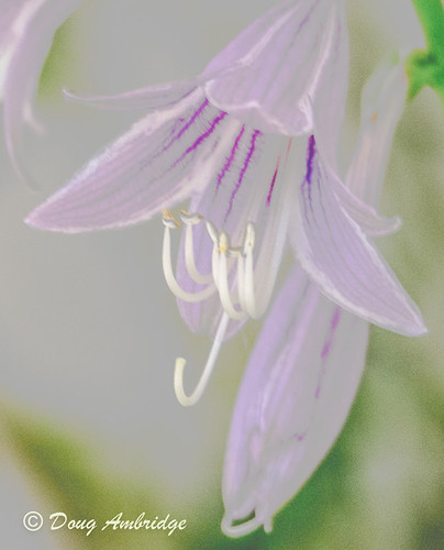 Wild Flower | by Doug R A