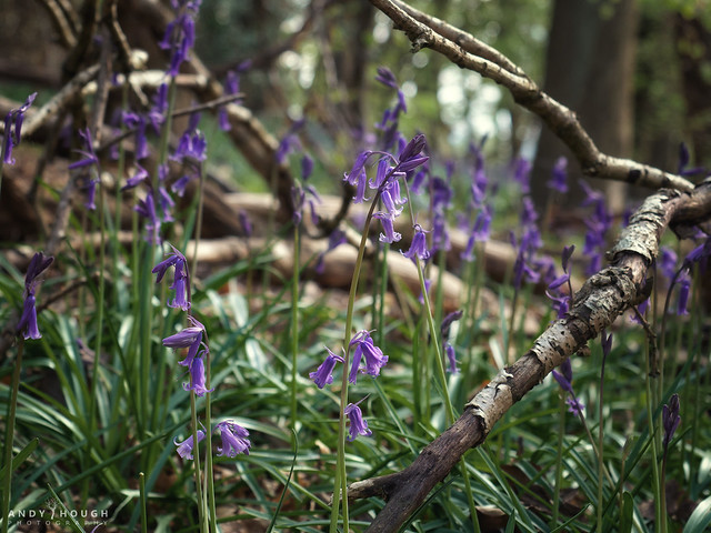 It's always time for bluebells!