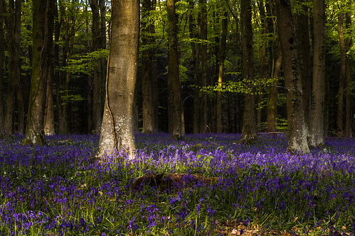 angmeringpark bluebells woodland goldenhour light shadows trees beech flowers sussex england uk canon 80d 70200mmf4lis