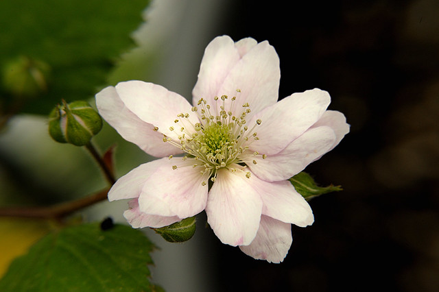 Blackberry flower