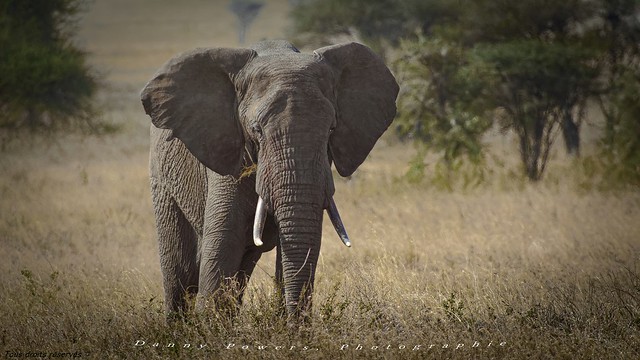 Éléphant ,,   Elephant ,,   Tanzania