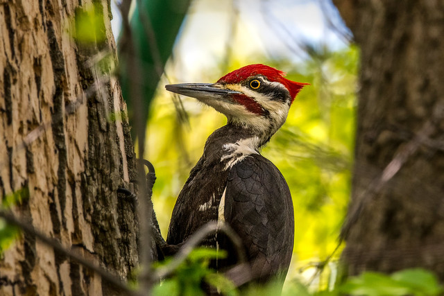 Grand Pic --- Pileated woodpecker --- Picamaderos norteamericano