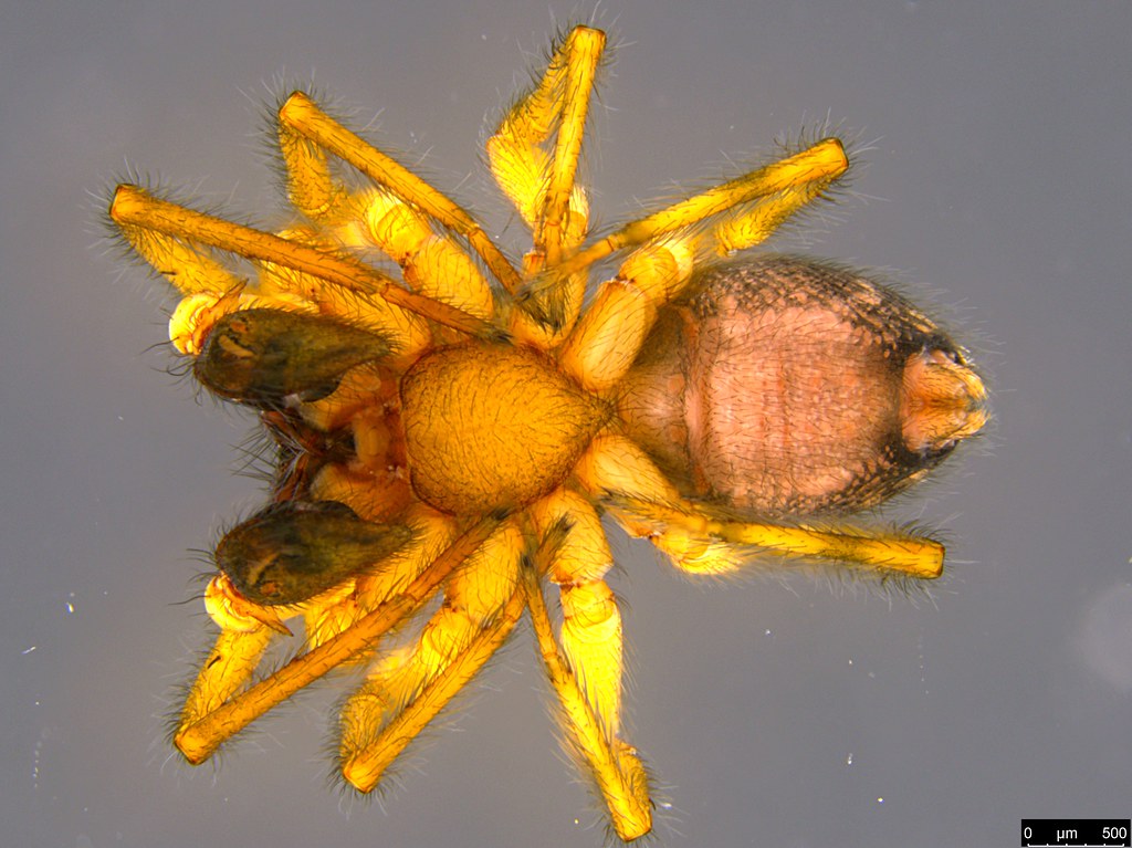 1b - Araneae sp.