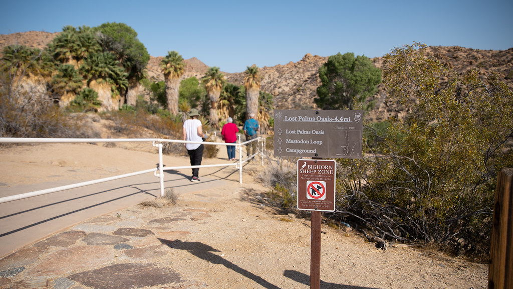 Hikers walking toward the palm trees of Lost Palms Oasis at Cottonwood Spring, Joshua Tree
