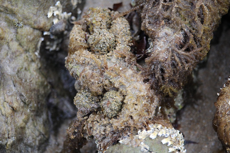 Pyura praeputialis