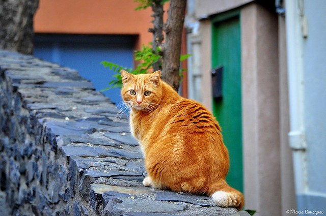 Le chat roux de Collioure