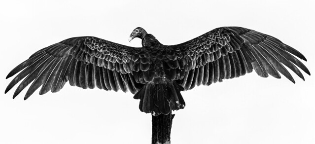 Vulture Black & White