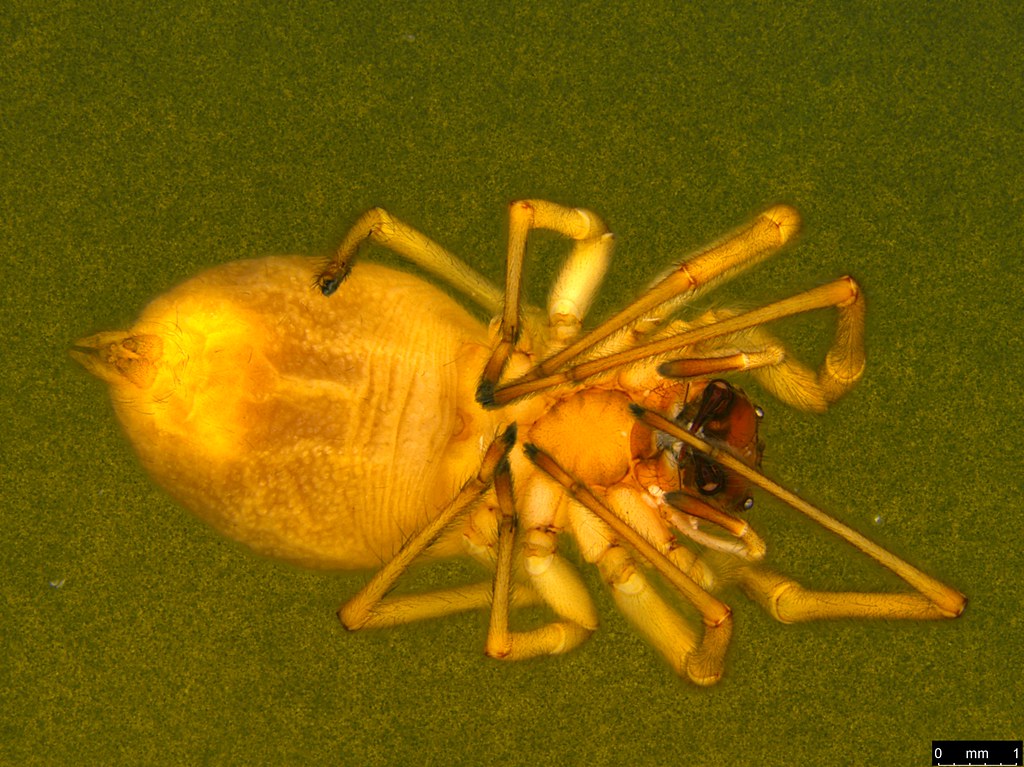 2b - Araneae sp.