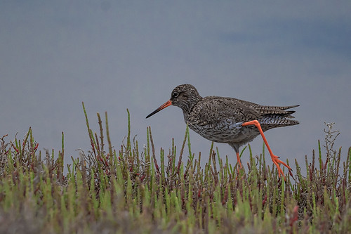 Gamba roja vulgar - Archibebe comun - Common redshank - Chevalier gambette - Tringa totanus | by patricia.hoedts
