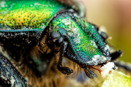 Feeding Chafer Beetle