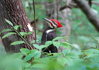 Pileated Woodpecker | by mggoodwin56