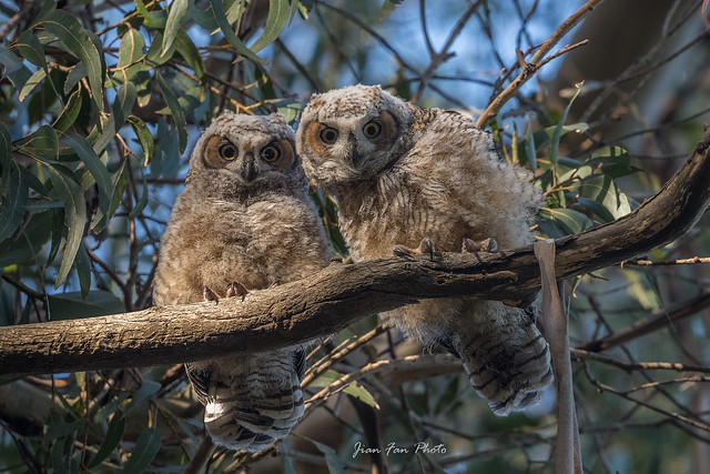 Two great horned owlets in the sunlight