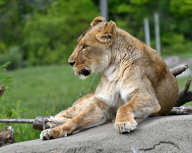 Female African lion