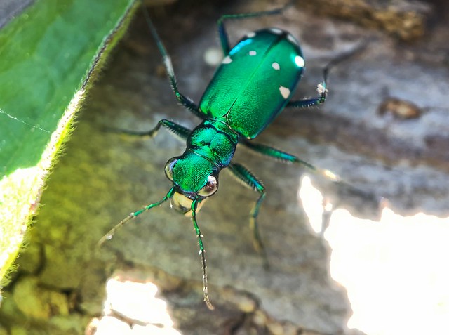 Six Spotted Tiger Beetle