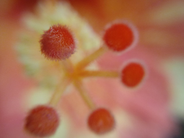 hibiscus ~ macro lens