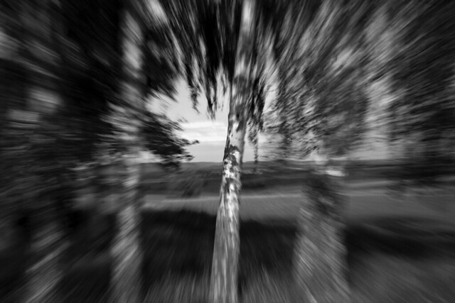 Zoom - Vier Birken / Zoom - four birch trees