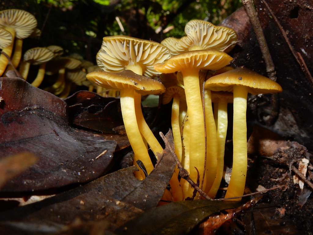 yellow waxcap mushroom - Hygrocybe aurantipes