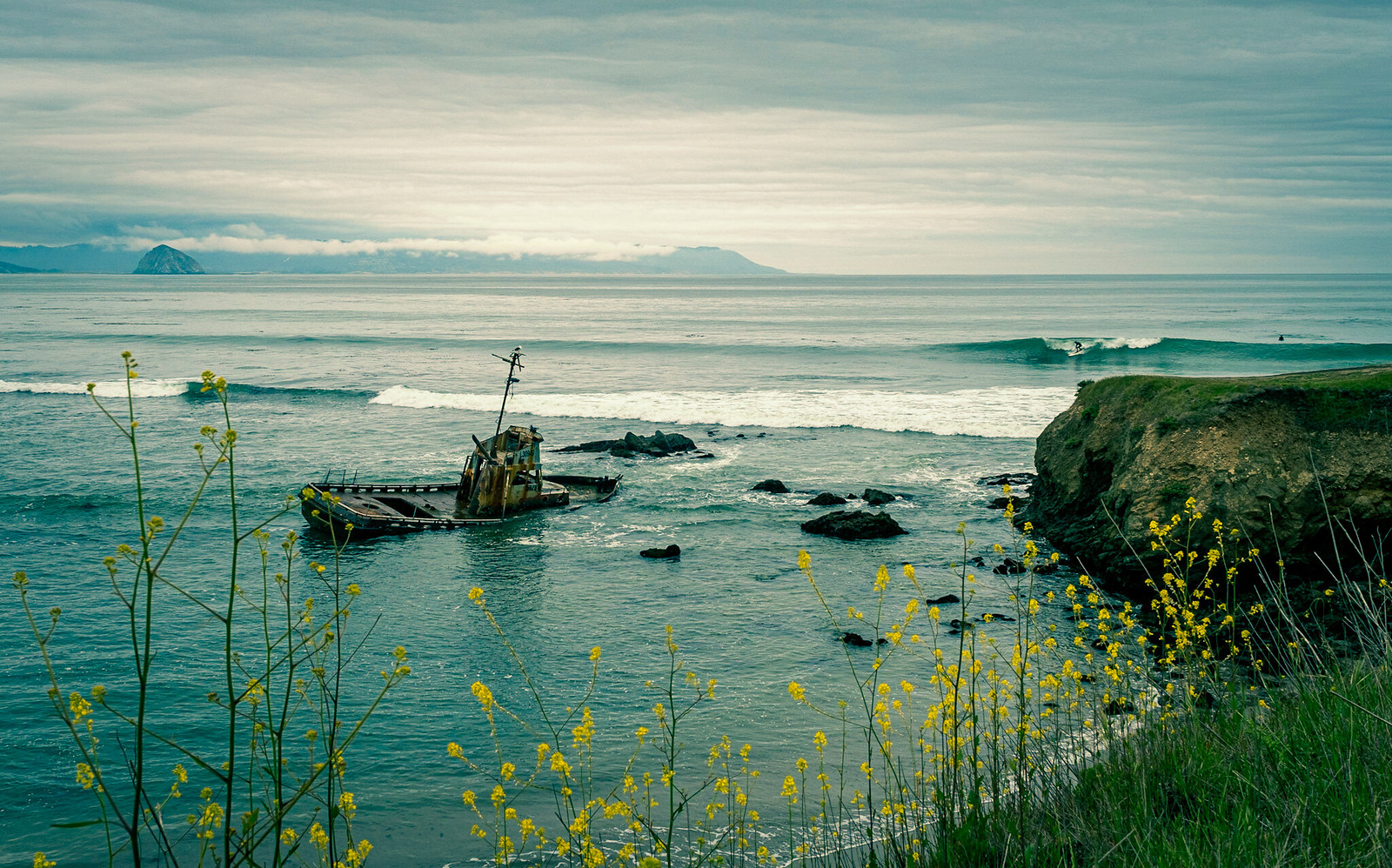 Surfer with shipwreck, wildflowers, Morro Rock