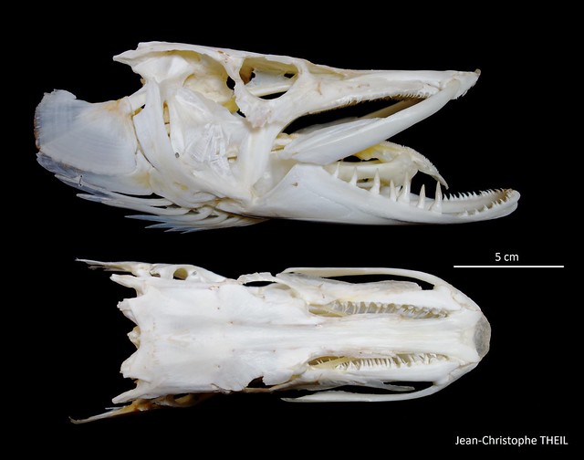 Crâne de Grand Brochet / Northern Pike Skull (Esox lucius)
