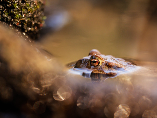 Erdkröte | Common toad (bufo bufo)