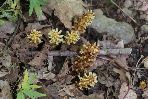 Cancer root | by Farms