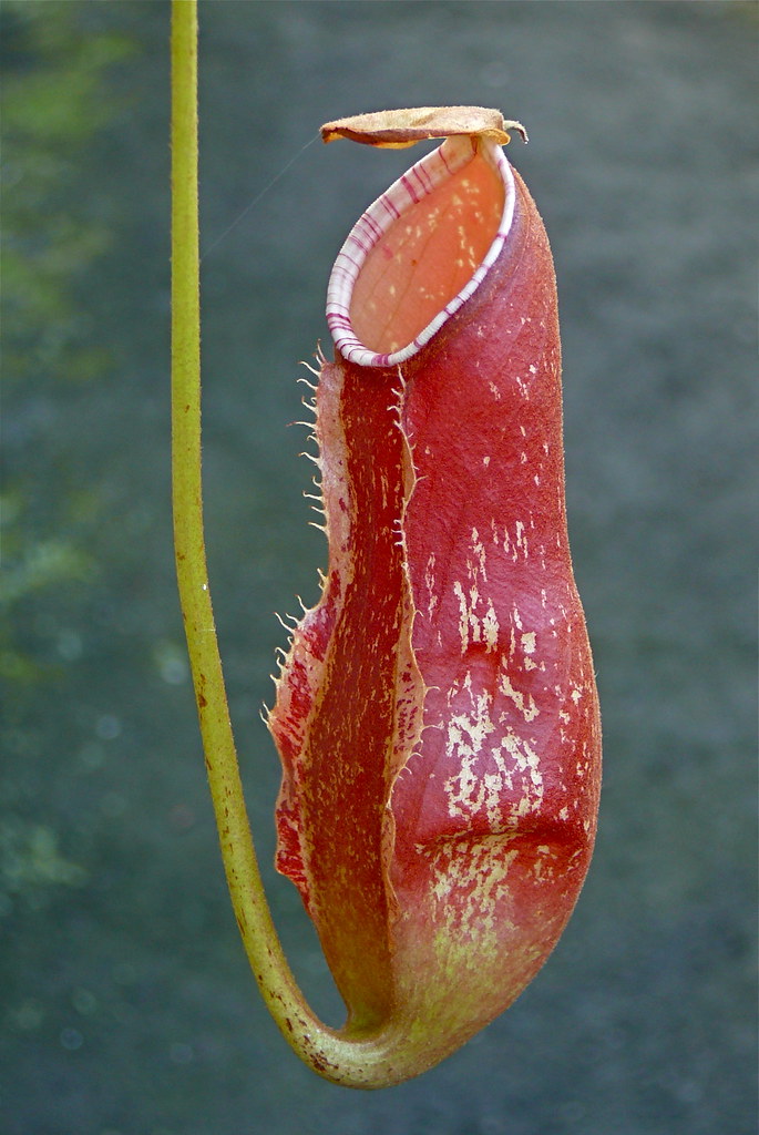 Nepenthes khasiana  Inde