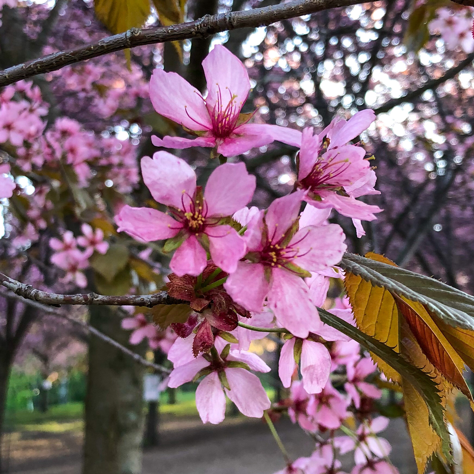 Roihuvuoren kirsikkapuisto