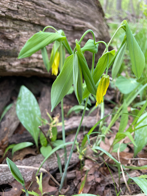 Bellwort with Trout Lillies Deer Grove Forest Preserve Palatine IL